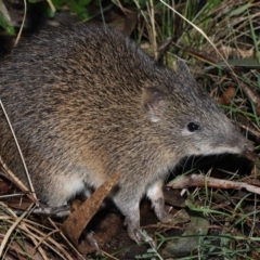 Isoodon obesulus obesulus (Southern Brown Bandicoot) at Paddys River, ACT - 22 Jun 2022 by TimL