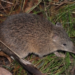 Isoodon obesulus obesulus at Paddys River, ACT - 22 Jun 2022