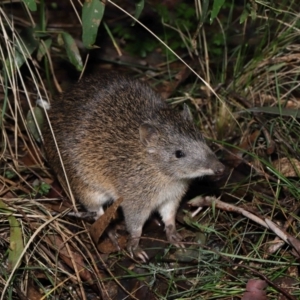 Isoodon obesulus obesulus at Paddys River, ACT - 22 Jun 2022