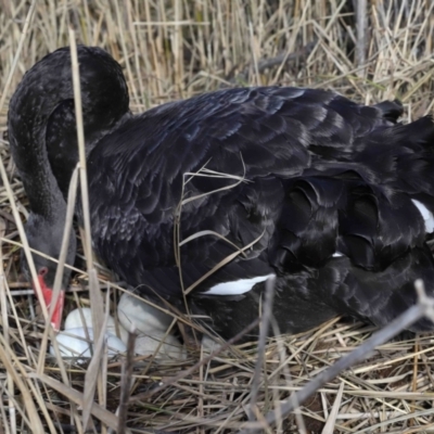 Cygnus atratus (Black Swan) at Paddys River, ACT - 22 Jun 2022 by TimL