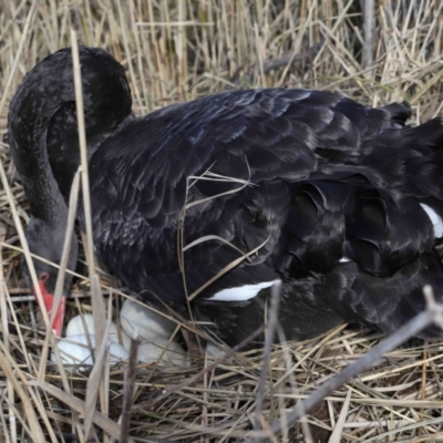 Cygnus atratus (Black Swan) at Tidbinbilla Nature Reserve - 22 Jun 2022 by TimL