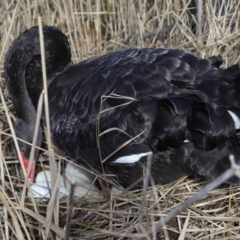 Cygnus atratus (Black Swan) at Tidbinbilla Nature Reserve - 22 Jun 2022 by TimL