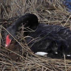 Cygnus atratus at Paddys River, ACT - suppressed