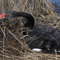 Cygnus atratus at Paddys River, ACT - suppressed