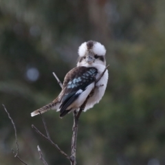 Dacelo novaeguineae at Paddys River, ACT - 22 Jun 2022