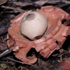 Geastrum sp. (Geastrum sp.) at Tidbinbilla Nature Reserve - 22 Jun 2022 by TimL