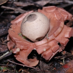 Geastrum sp. at Paddys River, ACT - 22 Jun 2022