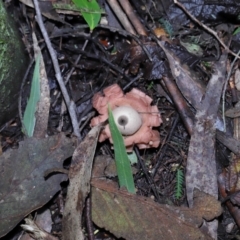 Geastrum sp. at Paddys River, ACT - 22 Jun 2022