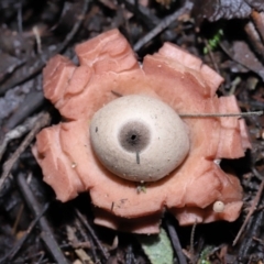 Geastrum sp. at Paddys River, ACT - 22 Jun 2022