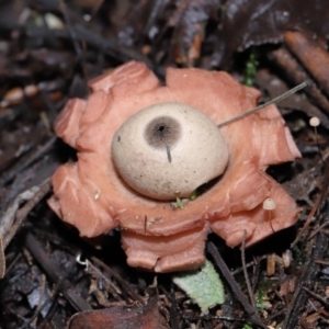 Geastrum sp. at Paddys River, ACT - 22 Jun 2022