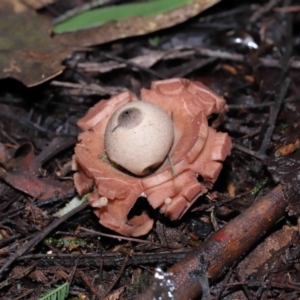 Geastrum sp. at Paddys River, ACT - 22 Jun 2022