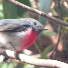 Petroica rosea (Rose Robin) at Lower Boro, NSW - 13 Jun 2022 by mcleana