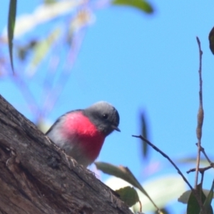 Petroica rosea at Lower Boro, NSW - 13 Jun 2022 10:45 AM