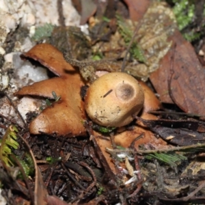 Geastrum sp. at Paddys River, ACT - 22 Jun 2022