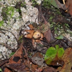 Geastrum sp. at Paddys River, ACT - 22 Jun 2022