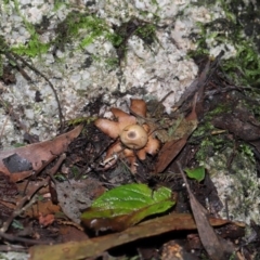 Geastrum sp. at Paddys River, ACT - 22 Jun 2022