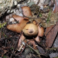 Geastrum sp. at Paddys River, ACT - 22 Jun 2022