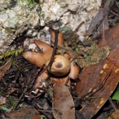 Geastrum sp. at Paddys River, ACT - 22 Jun 2022