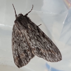 Chlenias banksiaria group (A Geometer moth) at Isaacs, ACT - 23 Jun 2022 by Mike