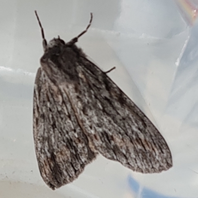 Chlenias banksiaria group (A Geometer moth) at Isaacs, ACT - 23 Jun 2022 by Mike