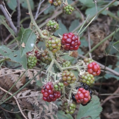 Rubus anglocandicans (Blackberry) at Tidbinbilla Nature Reserve - 13 Feb 2022 by michaelb