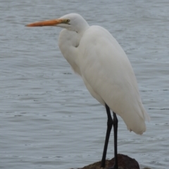 Ardea alba (Great Egret) at Pambula - 16 Jul 2020 by michaelb