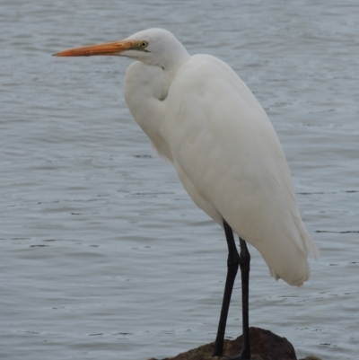 Ardea alba (Great Egret) at Pambula - 16 Jul 2020 by michaelb