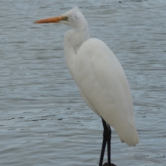 Ardea alba at Merimbula, NSW - 16 Jul 2020 05:25 PM