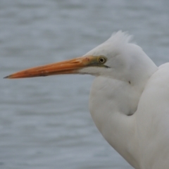 Ardea alba at Merimbula, NSW - 16 Jul 2020