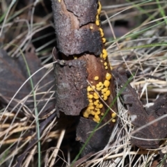 Bisporella citrina at Paddys River, ACT - 22 Jun 2022