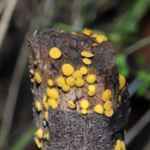 Bisporella citrina at Paddys River, ACT - 22 Jun 2022