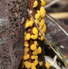 Bisporella citrina at Paddys River, ACT - 22 Jun 2022