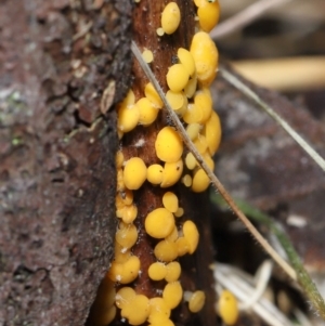 Bisporella citrina at Paddys River, ACT - 22 Jun 2022