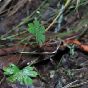 Geranium sp. at Paddys River, ACT - 22 Jun 2022