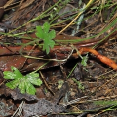 Geranium sp. at Paddys River, ACT - 22 Jun 2022