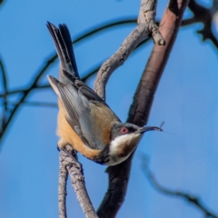 Acanthorhynchus tenuirostris (Eastern Spinebill) at Chapman, ACT - 22 Jun 2022 by ChrisAppleton