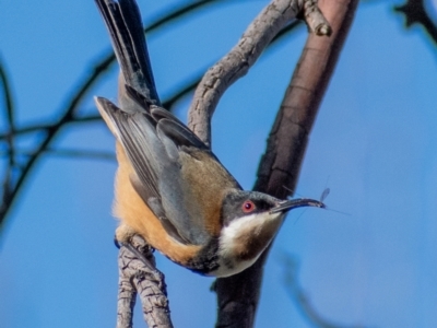 Acanthorhynchus tenuirostris (Eastern Spinebill) at Chapman, ACT - 22 Jun 2022 by ChrisAppleton