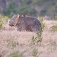 Vombatus ursinus (Common wombat, Bare-nosed Wombat) at Wingello, NSW - 22 Jun 2022 by GlossyGal
