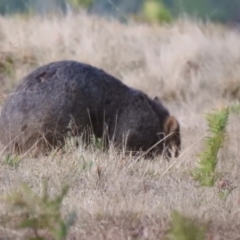 Vombatus ursinus at Wingello, NSW - suppressed