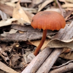 Laccaria sp. (Laccaria) at Black Mountain - 23 Jun 2022 by trevorpreston