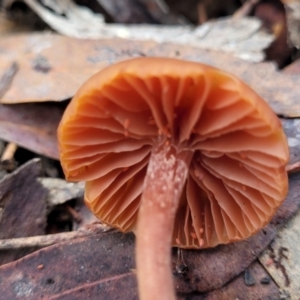 Laccaria sp. at Bruce, ACT - 23 Jun 2022