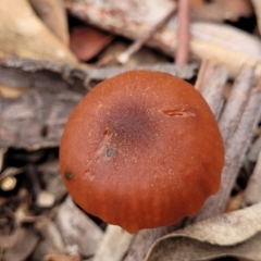 Laccaria sp. at Bruce, ACT - 23 Jun 2022