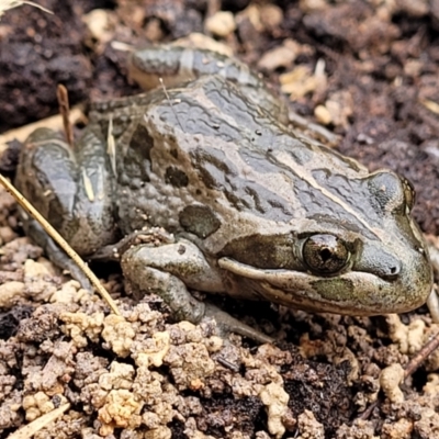 Limnodynastes tasmaniensis (Spotted Grass Frog) at Black Mountain - 23 Jun 2022 by trevorpreston