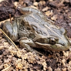 Limnodynastes tasmaniensis (Spotted Grass Frog) at Black Mountain - 23 Jun 2022 by trevorpreston