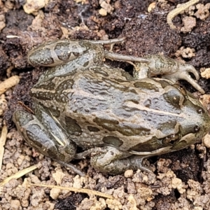 Limnodynastes tasmaniensis at Bruce, ACT - 23 Jun 2022 01:03 PM