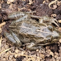 Limnodynastes tasmaniensis at Bruce, ACT - 23 Jun 2022