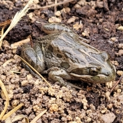 Limnodynastes tasmaniensis at Bruce, ACT - 23 Jun 2022