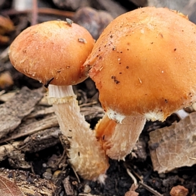 Unidentified Cap on a stem; gills below cap [mushrooms or mushroom-like] at Sullivans Creek, Lyneham South - 23 Jun 2022 by trevorpreston