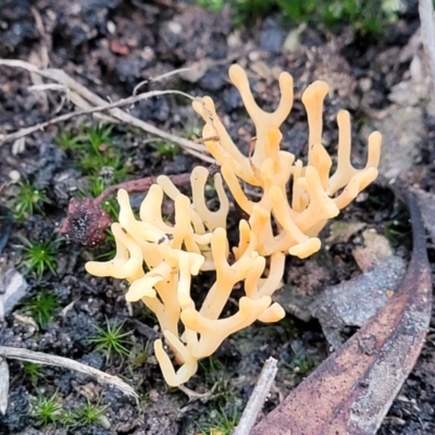 Unidentified Coralloid fungus, markedly branched at Black Mountain - 23 Jun 2022 by trevorpreston
