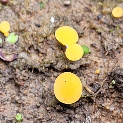 Phaeohelotium (Discinella terrestris aggregate) at Black Mountain - 23 Jun 2022 by trevorpreston